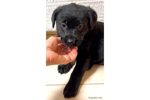 成約済の奈良県のミックス犬-357914の14枚目