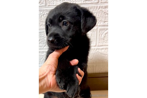 成約済の奈良県のミックス犬-357914の12枚目