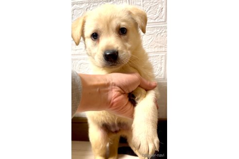 成約済の奈良県のミックス犬-357914の11枚目