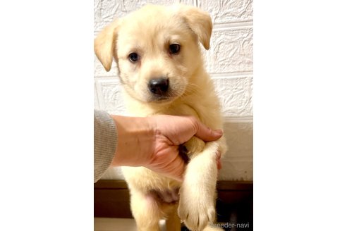 成約済の奈良県のミックス犬-357914の8枚目