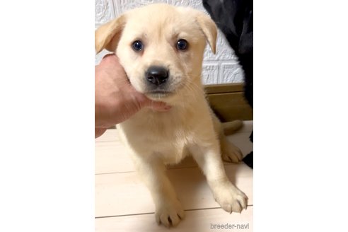 成約済の奈良県のミックス犬-357914の10枚目