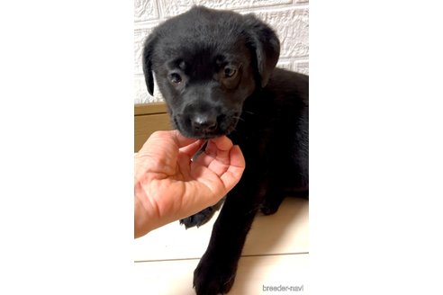 成約済の奈良県のミックス犬-357914の9枚目