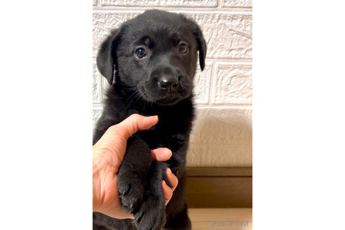 成約済の奈良県のミックス犬-357914の7枚目
