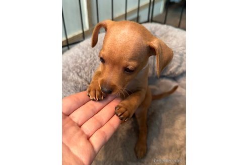 成約済の山梨県のミニチュアピンシャー(ミニピン)-356867の8枚目