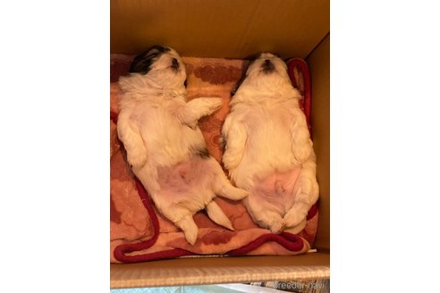 成約済の愛知県のシーズー-356387の19枚目