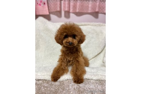 販売中の徳島県のタイニープードル-335315の2枚目