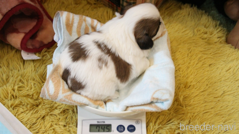 成約済の愛知県のシーズー-356387の13枚目