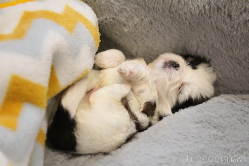 成約済の愛知県のシーズー-356388の19枚目