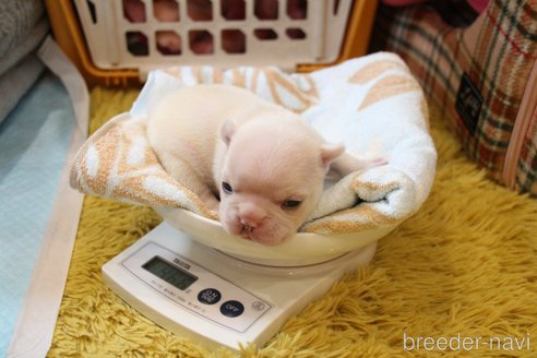 成約済の愛知県のフレンチブルドッグ-358352の24枚目