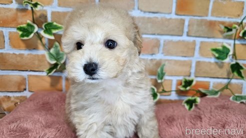 成約済の愛知県のミックス犬-349817の5枚目