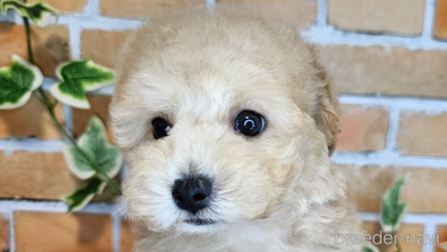 成約済の愛知県のミックス犬-349817の1枚目