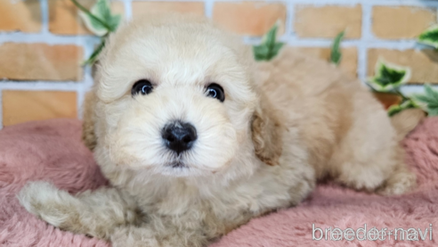 成約済の愛知県のミックス犬-349817の4枚目