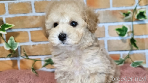 成約済の愛知県のミックス犬-349817の3枚目