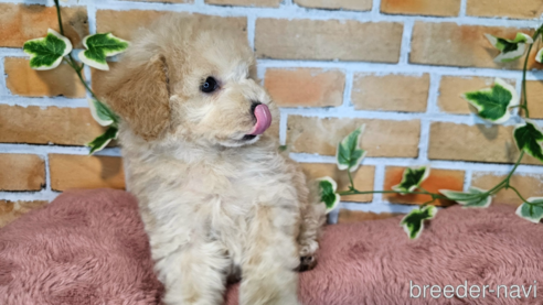 成約済の愛知県のミックス犬-349817の2枚目