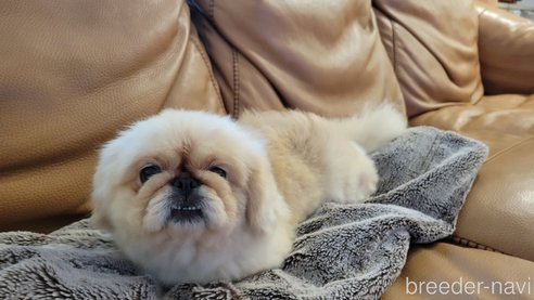 ココロちゃん1枚目