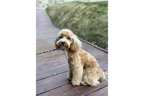 成約済の山口県のマルプー:マルチーズ×トイプードル-337836の7枚目