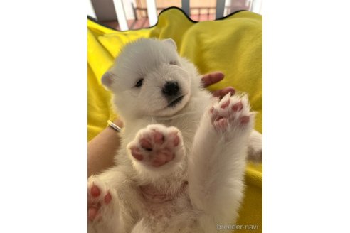 成約済の栃木県のサモエド-360967の5枚目