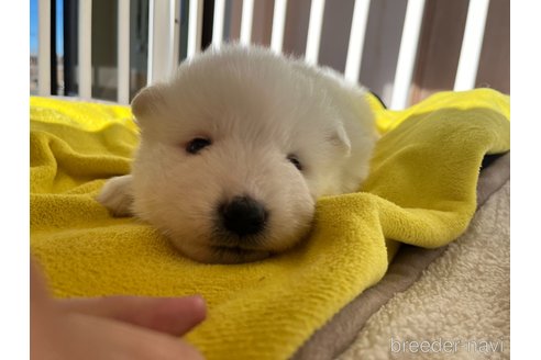 成約済の栃木県のサモエド-360967の6枚目
