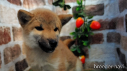 成約済のの柴犬-348201