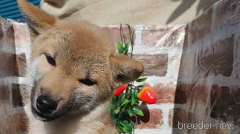成約済の鹿児島県の柴犬-348201の5枚目
