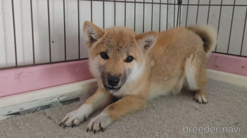 成約済の鹿児島県の柴犬-348201の4枚目