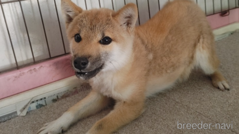 成約済の鹿児島県の柴犬-348201の3枚目