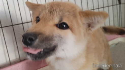 成約済の鹿児島県の柴犬-348201の2枚目