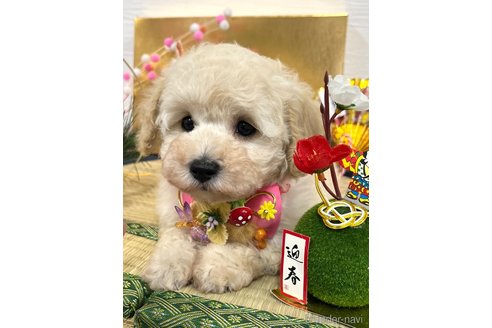 成約済の愛知県のトイプードル-352925の1枚目