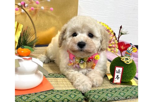 成約済の愛知県のトイプードル-352925の2枚目