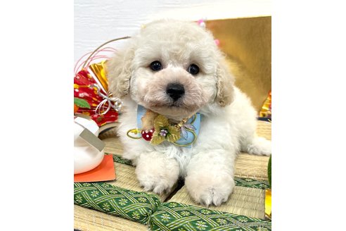 成約済の愛知県のトイプードル-352924の4枚目