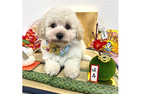 成約済の愛知県のトイプードル-352924の2枚目