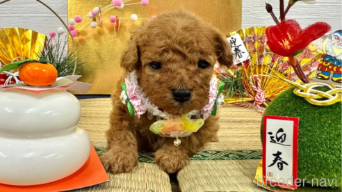 成約済の愛知県のトイプードル-359338の2枚目