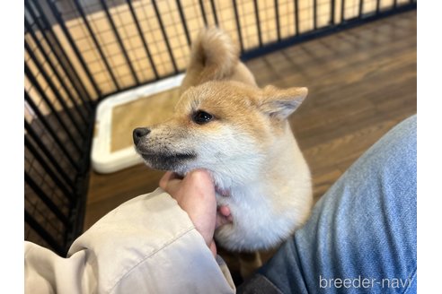 成約済の栃木県の柴犬-343879の6枚目