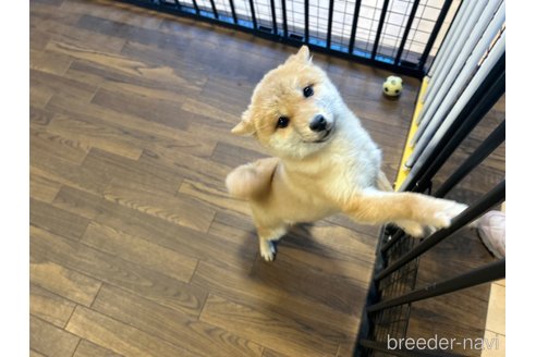 成約済の栃木県の柴犬-343879の5枚目