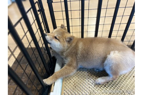 成約済の栃木県の柴犬-343879の3枚目