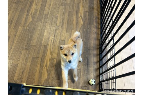 成約済の栃木県の柴犬-343879の2枚目