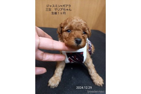 成約済の大阪府のタイニープードル-354561の3枚目
