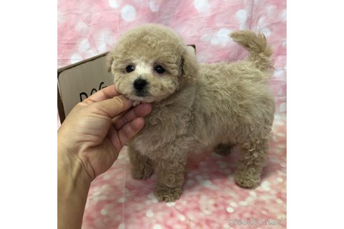 成約済の愛知県のビションプー:ビションフリーゼ×トイプードル-361019の17枚目