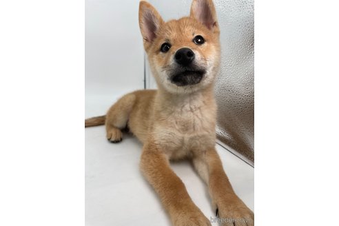 成約済の千葉県の柴犬-353093の8枚目