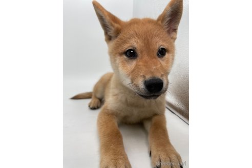 成約済の千葉県の柴犬-353093の7枚目