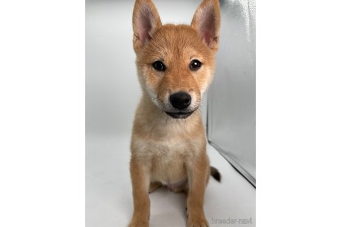 成約済の千葉県の柴犬-353093の9枚目