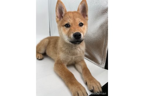 成約済の千葉県の柴犬-353093の2枚目