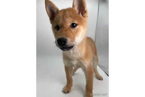 成約済の千葉県の柴犬-353093の4枚目
