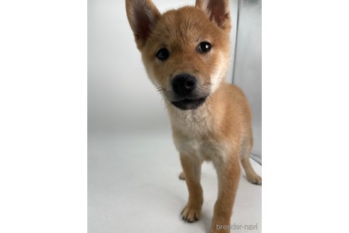 成約済の千葉県の柴犬-353093の3枚目