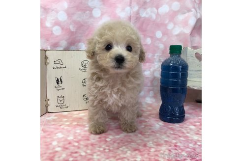 成約済の愛知県のビションプー:ビションフリーゼ×トイプードル-361025の24枚目