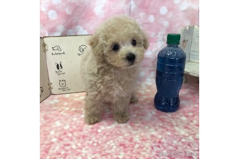成約済の愛知県のビションプー:ビションフリーゼ×トイプードル-361025の25枚目