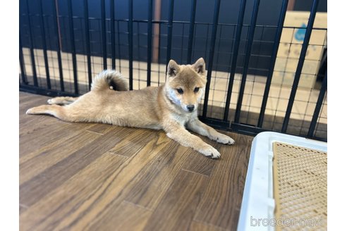 成約済の栃木県の柴犬-343875の5枚目