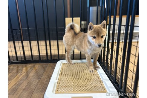 成約済の栃木県の柴犬-343875の4枚目