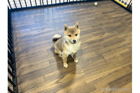成約済の栃木県の柴犬-343875の3枚目