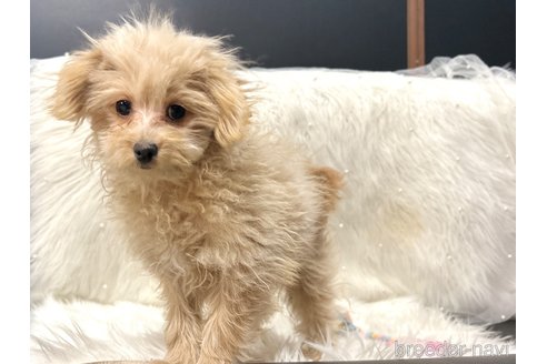 成約済の栃木県のポメプー:ポメラニアン×トイプードル-339475の9枚目